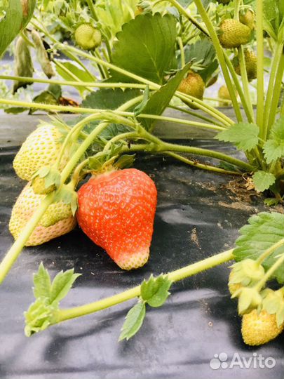 Клубника альба и клери саженцы