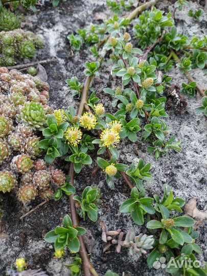 Ива стеляющаюся гибридная Симулатрикс