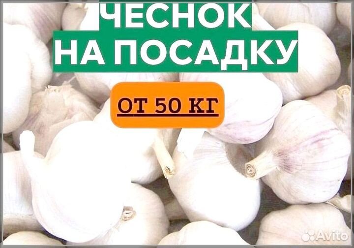 Семена. Чеснок на посадку