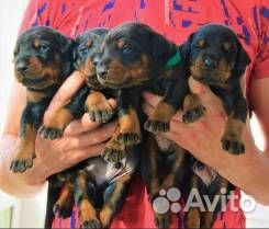 Щенки добермана