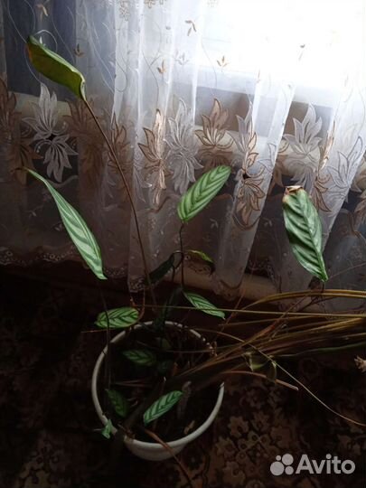 Книги, магнитофон на ленте СССР