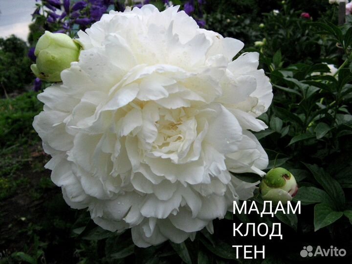 П И О Н Ы из частной коллекции в конце августа 24