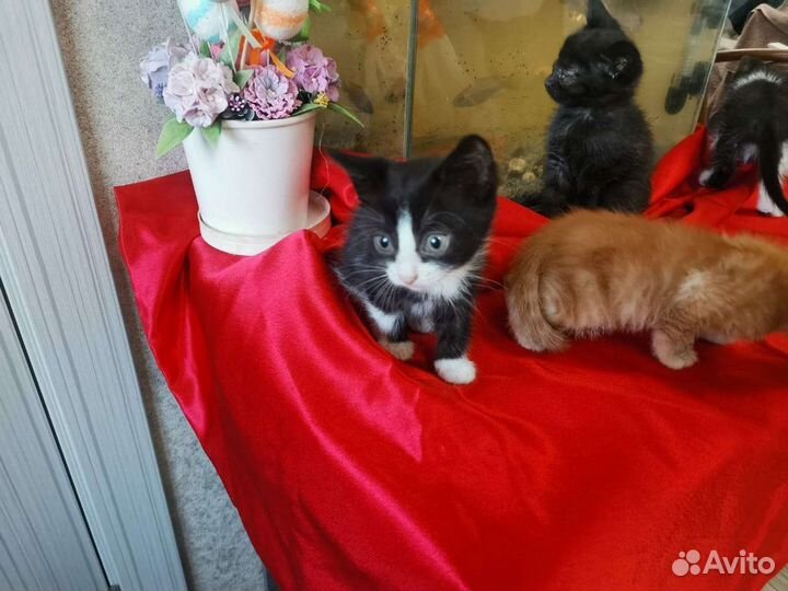 Кошка в дар