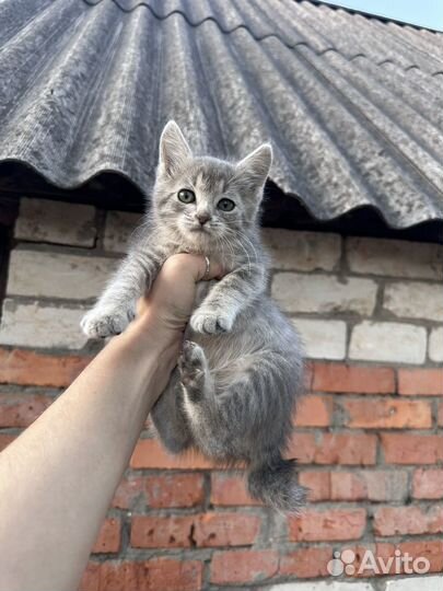 Котенок в добрые руки