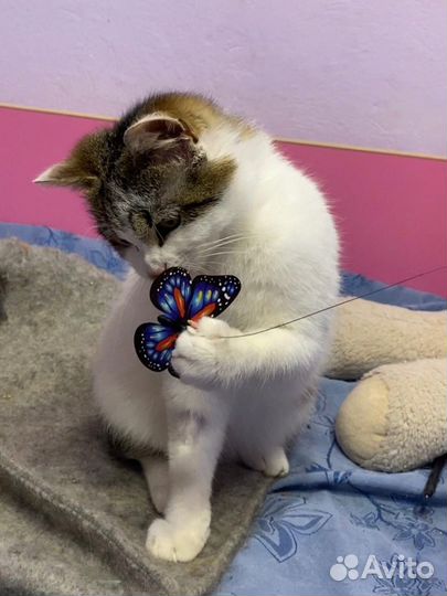 Котёнок без хвоста и сапог, но в штанах