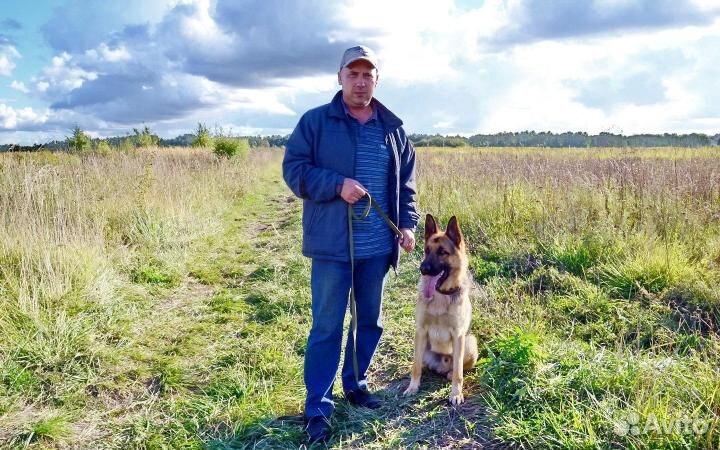 Зоопсихолог. Кинолог. Дрессировка собак.Передержка