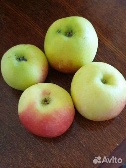 Продам яблоки