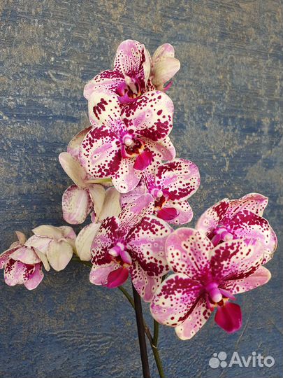 Орхидея фаленопсис сортовая отцвели