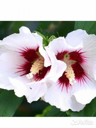 Саженцы декоративных растений