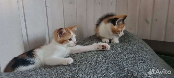 Кошка в дар