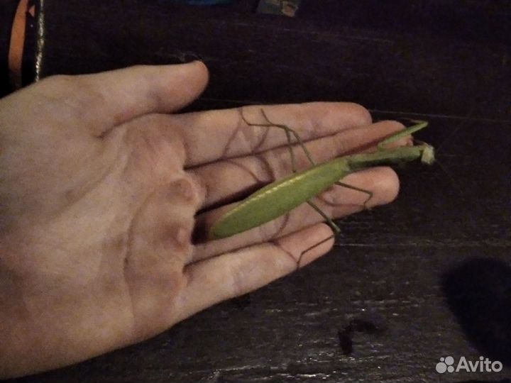 Продам ручных богомолов (не кусаются)