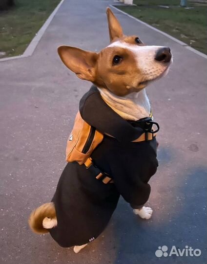 Шлейка-рюкзак для собаки