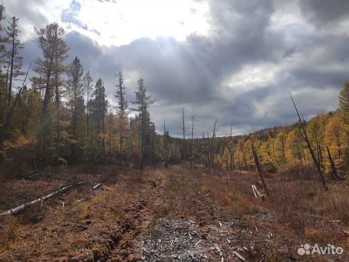 Лес на корню