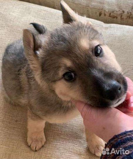 Обаятельные щенки в добрую семью