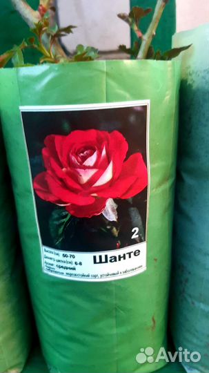 Розы разные