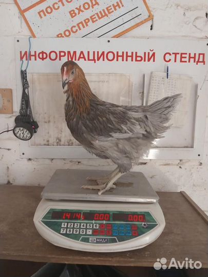 Куры молодки несушки