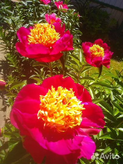 Пион ниппон бьюти