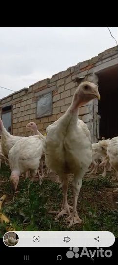 Индюки индюшата