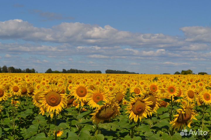 Опыление пчелами