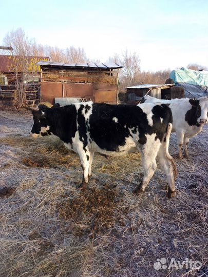 Телки стельные