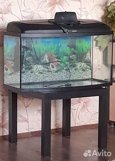 Аквариум