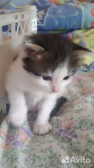Отдам котика в добрые руки