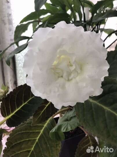 Сортовые комнатные растения в продаже