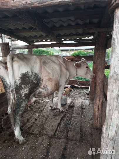 Продаю корову
