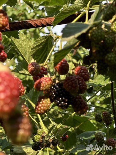 Ежевика Тройная Корона