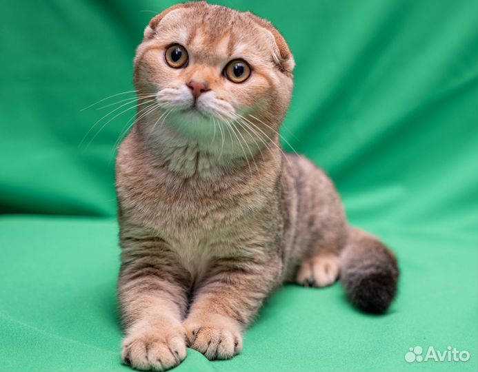 Шотландские котята