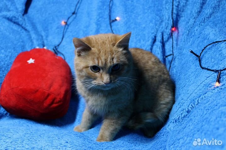 Коты в добрые руки