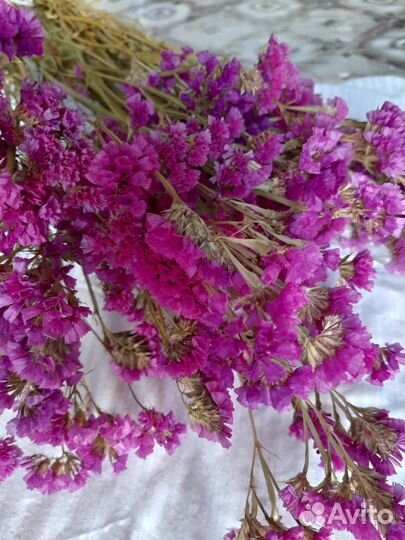 Статица сухоцвет