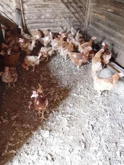 Куры несушки