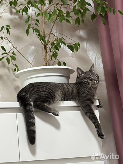 Ищем кошку для вязки с котом