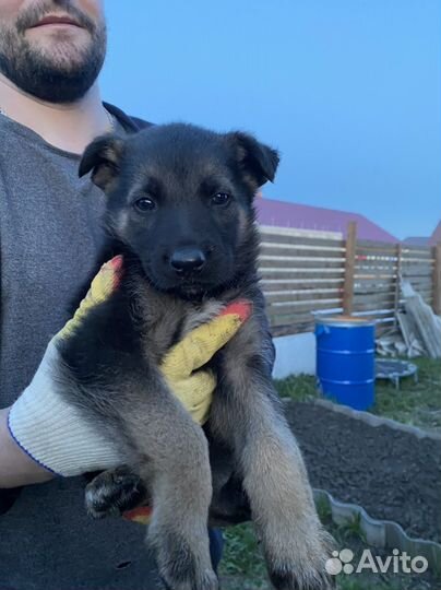 Отдадим щенков