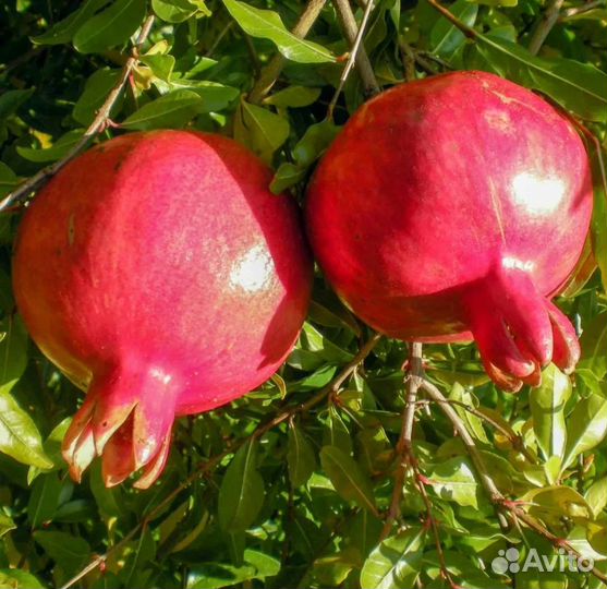 Саженцы граната