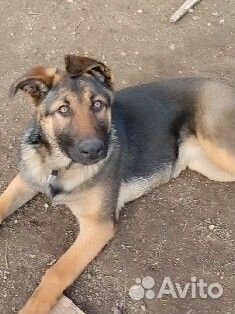 Немецкая овчарка