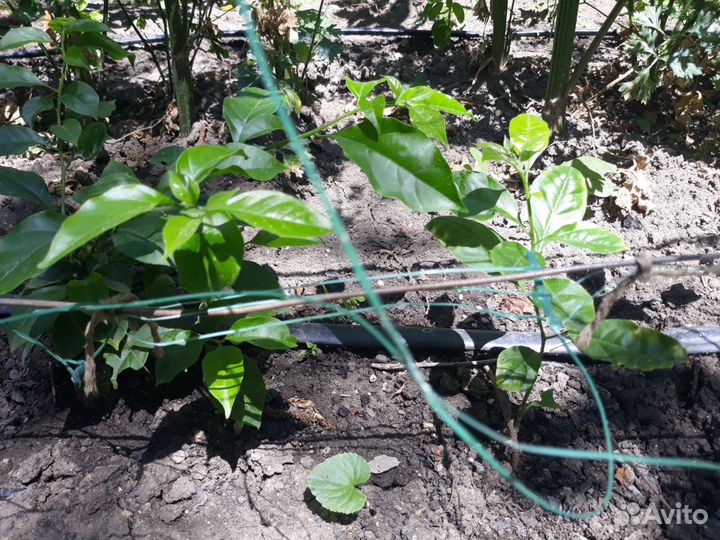 Бугенвиллия