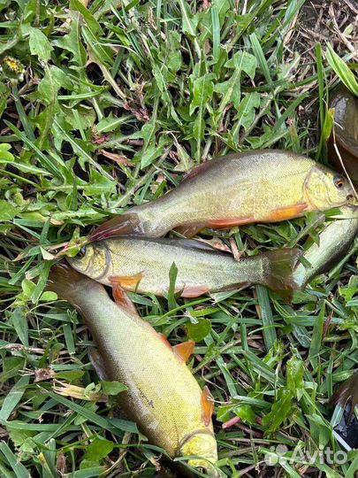 Рыба линь малек