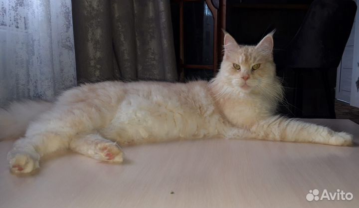 Вязка кошки мейн-кун