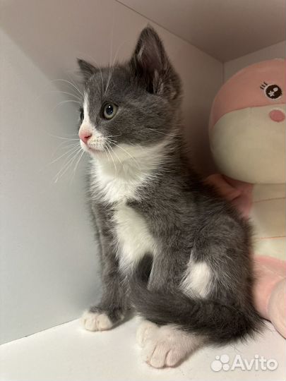 Котята в добрые руки приучены к лотку