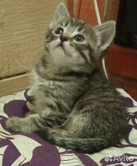 Котята крысоловы