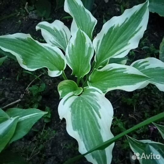 Хоста редкие сорта