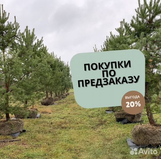 Сосна Обыкновенная