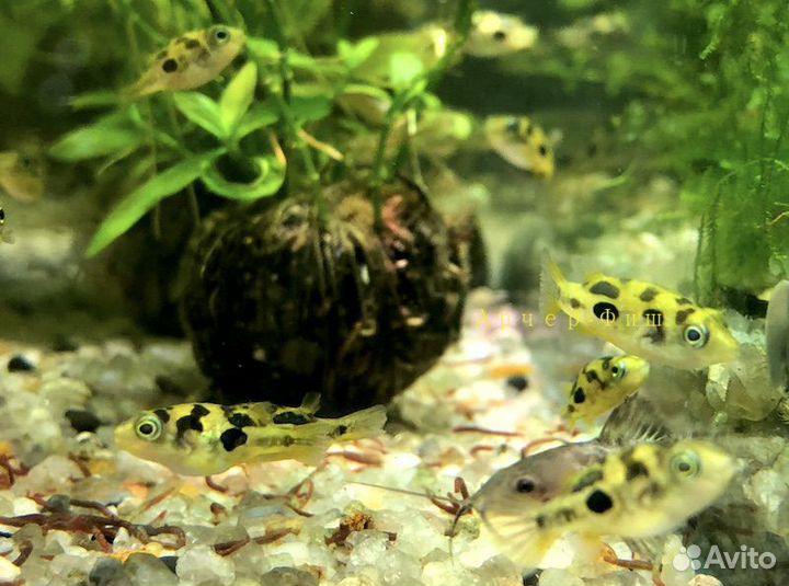 Карликовый Тетраодон Сarinotetraodon travancoricus