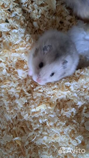 Сирийский хомяк