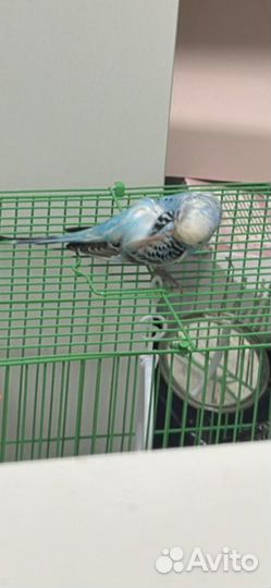 Продам попугая (девочка)