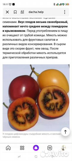 Цифомандра(томатном дерево)