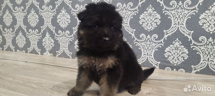 Щенки овчарки