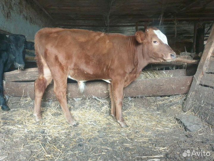 Телята бычки